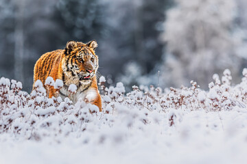 Siberian tiger (Panthera tigris tigris) in the winter tundra