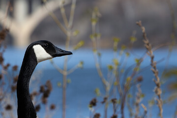 Closeup of the head of a Canadian goose (Branta canadensis) with a bokeh background.
