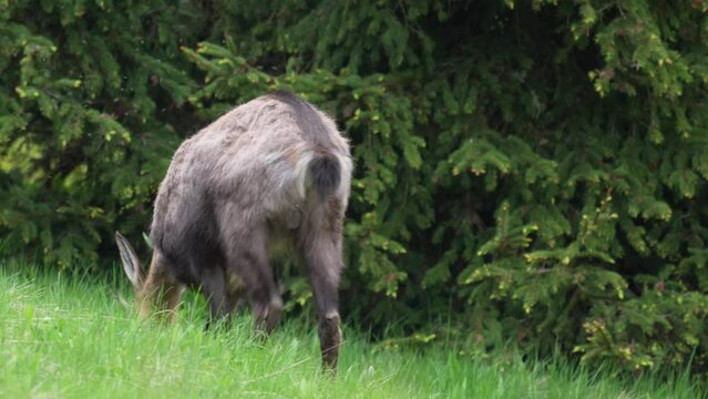 A young chamois buck, rupicapra rupicapra, in the forest on the mountains at a  summer evening. He is in the change of coat.