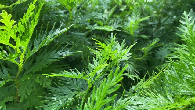 explore the green bushes in the forest