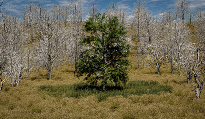 a healthy tree surrounded by dead, leafless trees in a dry landscape - 3d illustration