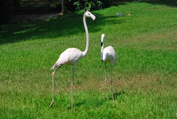 Gran cantidad y variedad de aves podemos encontrar en el estado Yaracuy,guacamayas,flamingos,aves rapaces como gavilanes,y muchos pajaros pequeños.