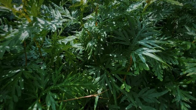 explore the green bushes in the forest