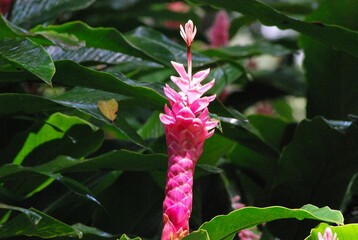 Flores silvestres de Yaracuy,Venezuela.
Gran cantidad y variedad de flores,grandes y pequeñas que son fuente de alimento para aves e insectos.