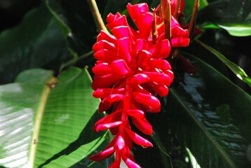 Flores silvestres de Yaracuy,Venezuela.
Gran cantidad y variedad de flores,grandes y pequeñas que...
