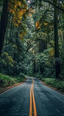Fototapeta premium Road Through Redwood Forest Jedidiah Smith State Park California, USA