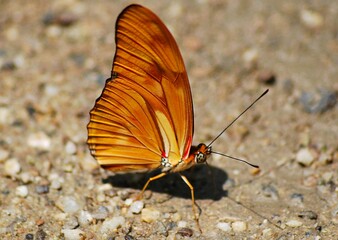 Obraz premium En Yaracuy podemos encontrar una gran variedad de mariposas e insectos de vivos colores!