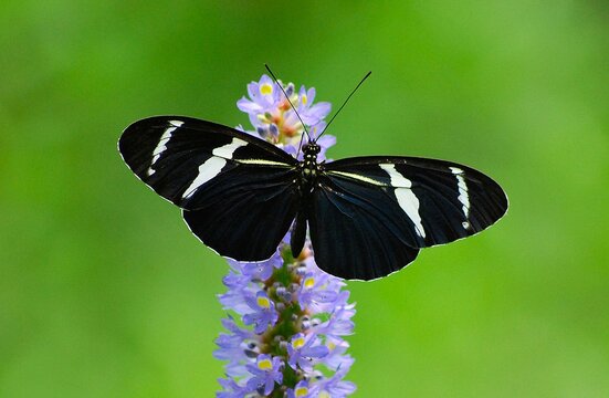 En Yaracuy podemos encontrar una gran variedad de mariposas e insectos de vivos colores!