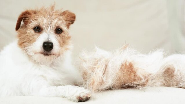 Cute face of a shadding dog with her hair on the coach. Cleaning per fur.