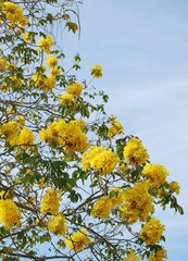Flores silvestres de Yaracuy,Venezuela.
Gran cantidad y variedad de flores,grandes y pequeñas que son fuente de alimento para aves e insectos.