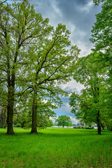 Fototapeta premium Saftig-grüne Frühlingswiese im Park Sacrow mit Blick auf Havel und den Turm von Schloss Glienicke im Hintergrund