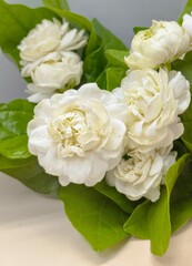 Arabian jasmine in double petal (Jasminum sambac) is a sweetly fragrant flowers