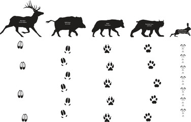 Animal footprints, Canis lupus, Lynx lynx, Lepus europaeus, Wild boar Sus scrofa, Red deer Cervus elaphus © Saviel