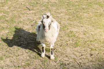 Obraz premium baby goat farming animal portrait in middle meadow of household agricultural yard space