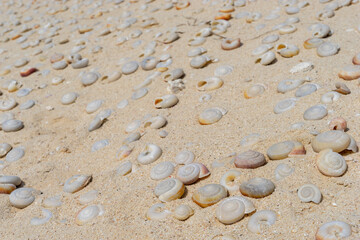 ヒロベソカタマイマイの半化石　南島　小笠原