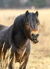 wild exmoor pony front portrait making faces