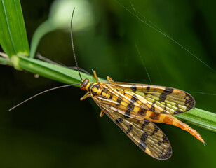 scorpionfly (Mecoptera) in detail on grass