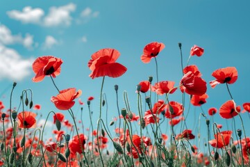 Vibrant Red Poppy Field Under Clear Blue Sky - Ideal for Nature Posters, Print Design