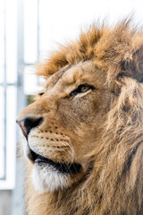 Lion: A majestic and iconic big cat