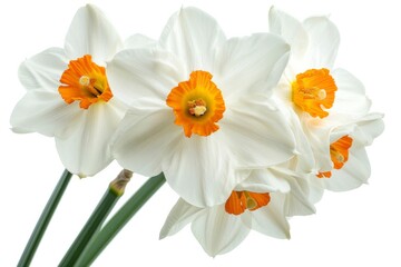 Obraz premium Flower Photography, Narcissus jonquilla Close up view, Isolated on white Background