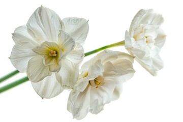 Obraz premium Flower Photography, Narcissus triandrus Close up view, Isolated on white Background