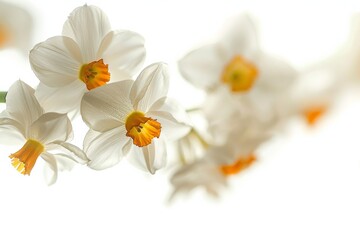 Naklejka premium Flower Photography, Narcissus cyclamineus Close up view, Isolated on white Background