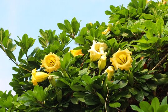 Blooming yellow Solandra grandiflora flowers branch in the garden