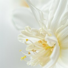 Flower Photography, Narcissus Ice Follies' Close up view, Isolated on white Background