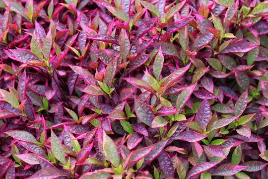 Alternanthera reineckii is a species of aquatic plant in the Amaranthaceae family. decorative plants