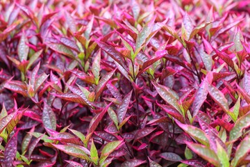 Alternanthera reineckii is a species of aquatic plant in the Amaranthaceae family. decorative plants