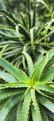 Aloe Arborescens, plante succulente qui pousse en pleine nature