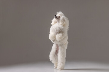 beautiful curly poodle dog stands on its hind legs, dog training