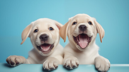 Two Labrador puppies lying down with their paws touching, their tongues out in a playful manner,...