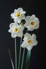 Flower Photography, Narcissus Ice Follies' Close up view, Isolated on Black Background