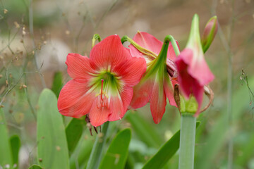 Fototapeta premium red Amaryllis flower in the garden