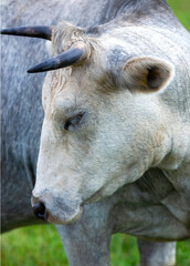 Fototapeta premium Head of a large white breed dairy cow closeup. Latin name bos primigenius taurus. 