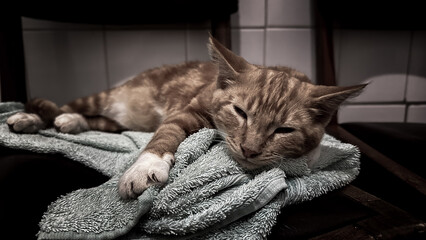 cat sleeping on a sofa