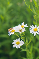 Summer flowers and bees