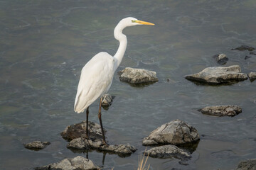 View of the heron standing on the lake