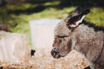 Portrait d'un mignon petit anon gris dans un champ