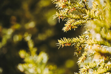 Close-up sur des branches de pin avec une belle lumi&egrave;re ensoleill&eacute;e