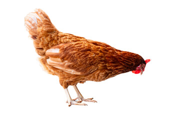 Chicken, Full body of brown chicken hen standing isolated on transparent background, Laying hens farmers concept, PNG File