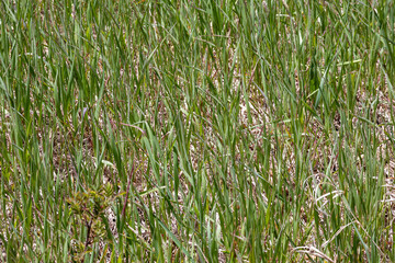 grass texture growing in the spring