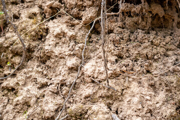 dirt wall with roots texture