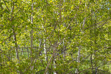 texture aspen tree leaves in the spring