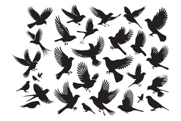 Set of Bird Silhouette Vector