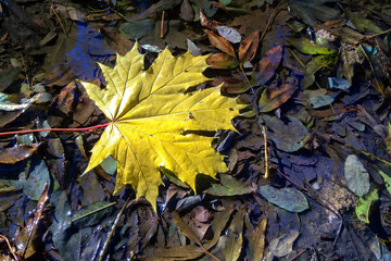 Closeup shot of single bright yellow fallen maple leaf among wet rotten autumn foliage in puddle on dark ground at sunny day. With no people beautiful autumnal season natural background.