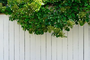 A simple white wooden picket fence with narrow boards divides a garden. There's a large green shrub with tiny white flowers hanging over the quaint wood property fence. The palings are vertical.