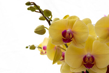 A macro of delicate yellow orchid flowers against a white background. The elegant blooms have a bright pink center. There are some buds on a stem unopened. The tropical petals are thin and papery. 