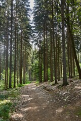 Forest walking route